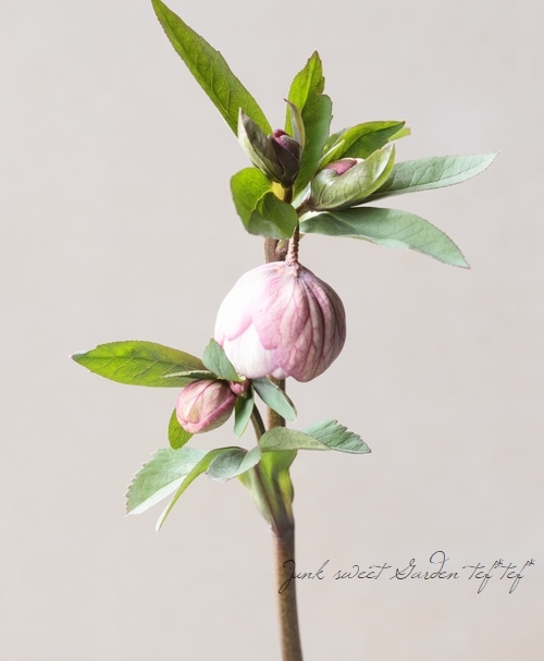 大和園】 クリスマスローズ 『ダブルピンクカップ咲き』 2026【M