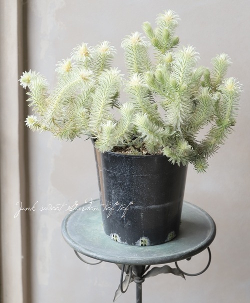 フィリカ・プベッセンス 『ワフトフェザー』 【Aタイプ】 | すべての