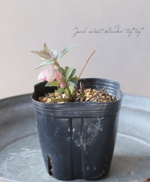 横山園芸・育種生産】 小輪多花性クリスマスローズ 『プチドール