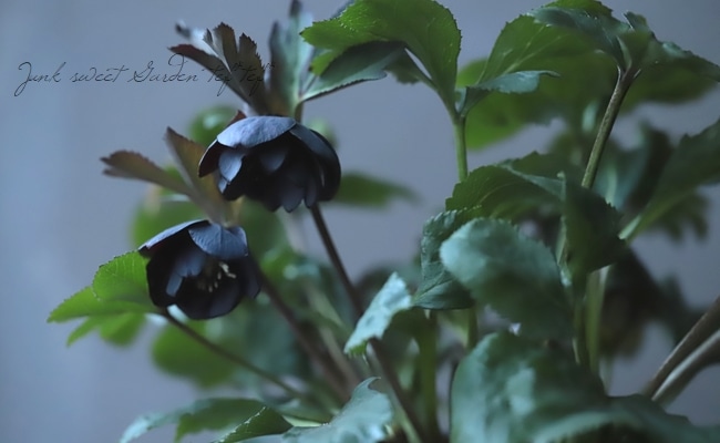 クリスマスローズ 大木ナーセリーアトロ系dd クリスマスローズ 小輪