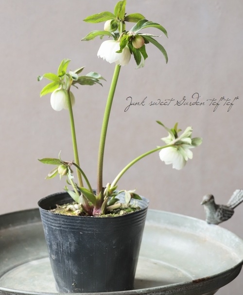 大和園】 クリスマスローズ 『ホワイトダブルカップ咲き』 2026【Q