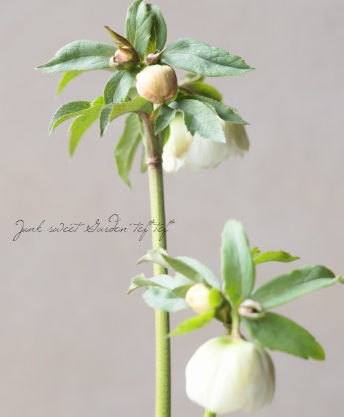 大和園】 クリスマスローズ 『ホワイトダブルカップ咲き』 2026【Q