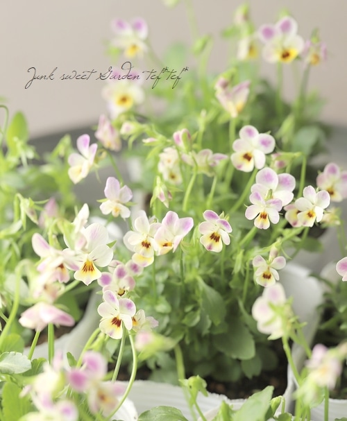 ◇極小輪ビオラ 『子にゃんこビオラ』 | すべての商品 | | Junk sweet