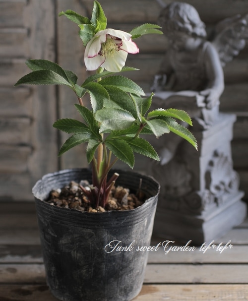 溢れるつぼみ！癒し系♪セミダブルクリスマスローズ、大苗、開花株 クリスマスローズ セミダブル咲きMIX2個～ 【花苗 3号ポット