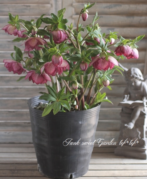 クリスマスローズ開花 クリスマスローズ開花株 SDグロッシーカラー☆グロスパープルレッドピ