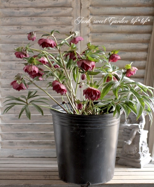 クリスマスローズ....その3 園芸ネット本店｜高正園さんのクリスマスローズ：ダブルピンク系（A）3