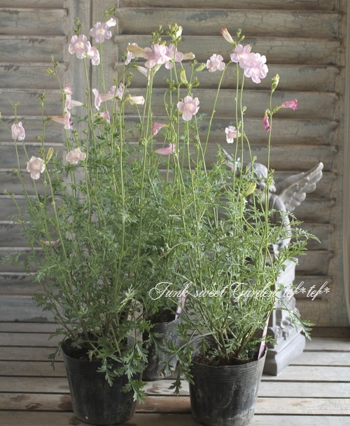 インカルビレア 『シェロン・ピンク』 | すべての商品 | | Junk sweet