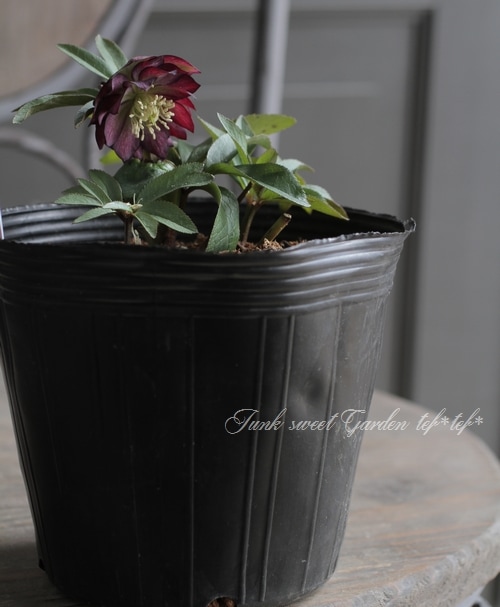 ナーセリー夢花人 クリスマスローズ 『グレープバイカラーダブル』 M-8