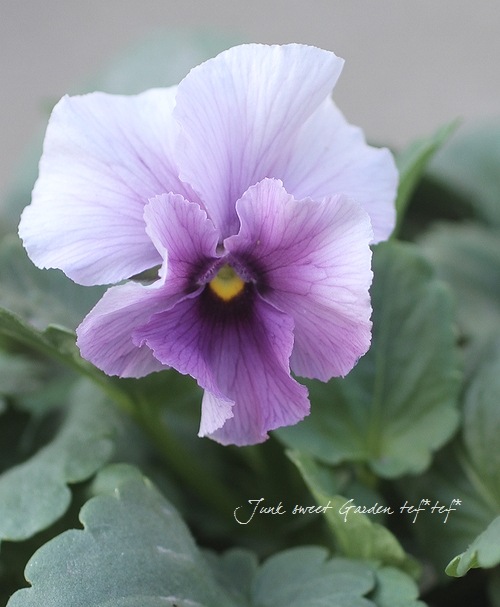 QUANONジオラマ紫 Lego Ninjago 70746 Condrai Copter Attack INSTRUCTION BOOK ONLY | eBay