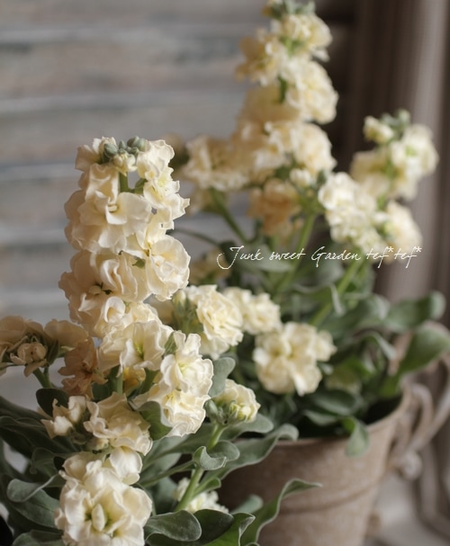 八重咲きストック 『ハイダブルイエロー』 | すべての商品 | | Junk