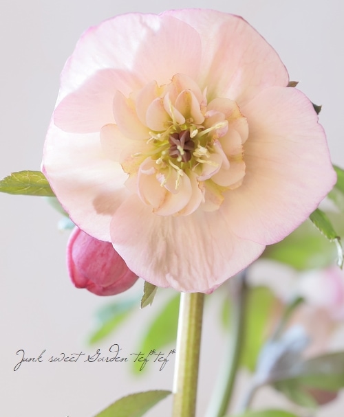 大和園】 クリスマスローズ 『ピンクセミダブル』 2024 【No.1