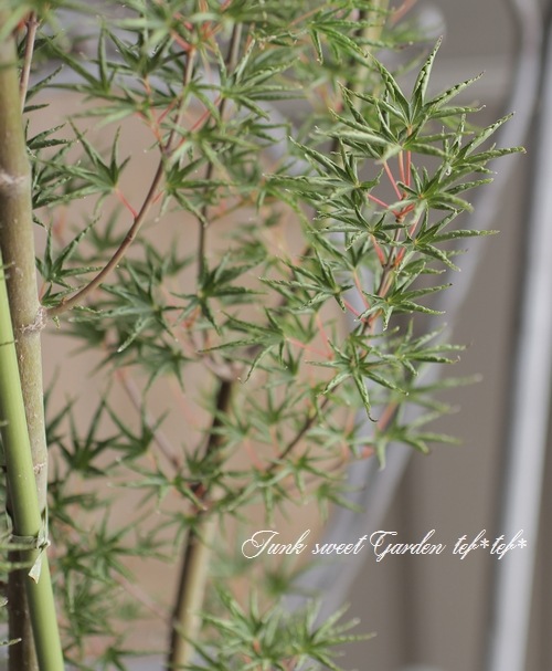 モミジ 楓 -カエデ- 『置霜 -オキシモ-』 | すべての商品 | | Junk