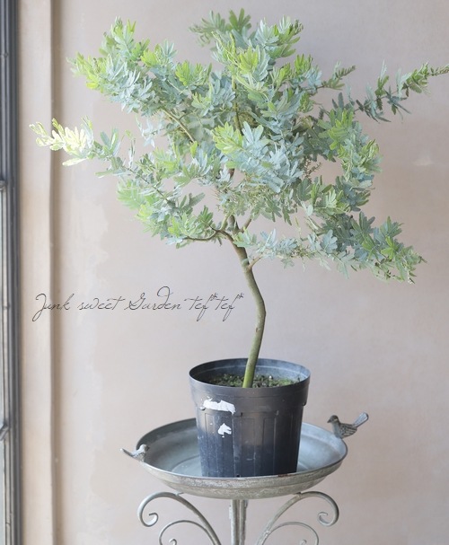 銀葉アカシア 『ミモザアカシア』 | すべての商品 | | Junk sweet