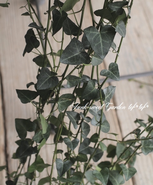 ヘデラ・ヘリックス 『サーク』 ハート型 【No.2】 | すべての商品