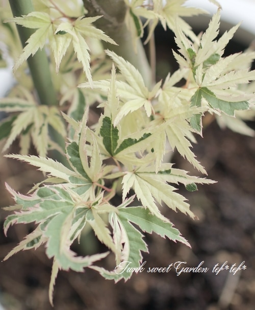 モミジ 楓 -カエデ- 『胡蝶の舞 -コチョウノマイ-』 | すべての商品