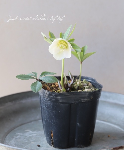 横山園芸・育種生産】 小輪多花性クリスマスローズ 『プチドール』 【H