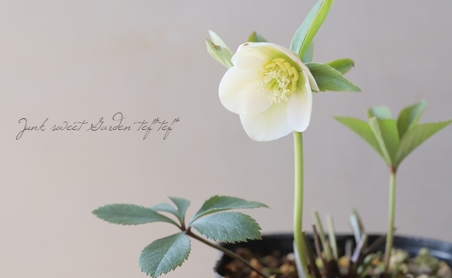 横山園芸・育種生産】 小輪多花性クリスマスローズ 『プチドール』 【H