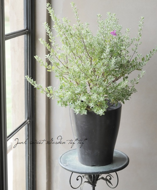 レウコフィルム・フルテッセンス』 シルバーリーフの庭木 | すべての