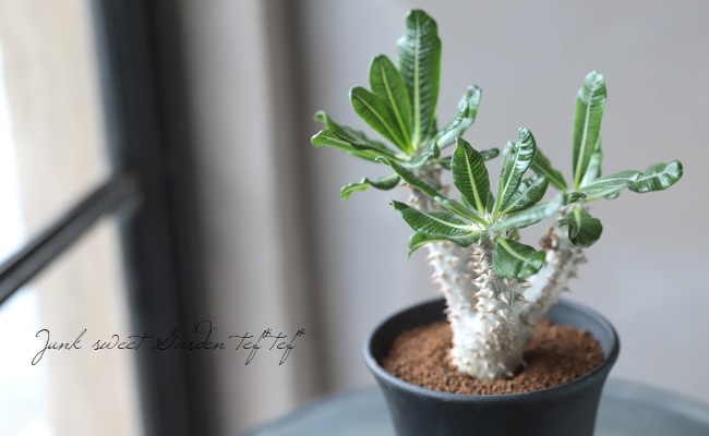 塊根植物 『パキポディウム』デンシフローラム・タッキー | すべての