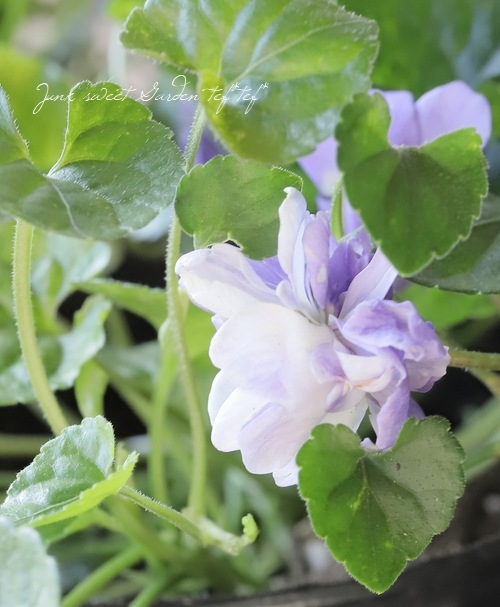 八重咲きパルマスミレ ニオイスミレ 『ダッチェス・デ・パルメ