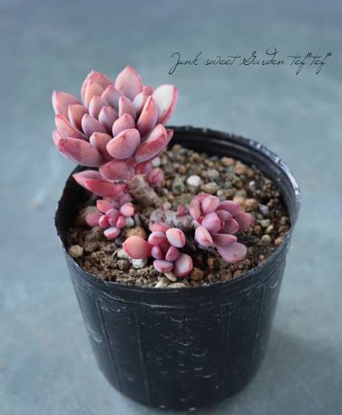 多肉植物】 『パープルドリーム』 グラプトベリア属 いとうぐりーん