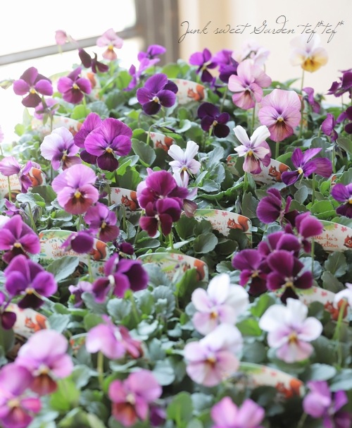 ○ビオラ 『パルプンテ MIX』 | すべての商品 | | Junk sweet Garden