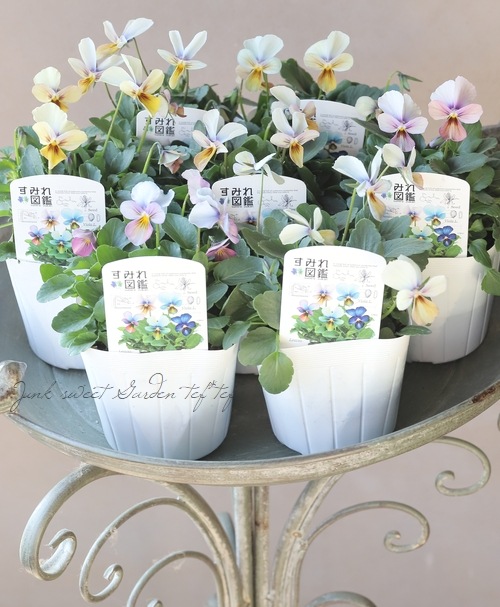 ○ビオラ 『すみれ図鑑』 | すべての商品 | | Junk sweet Garden tef*tef*