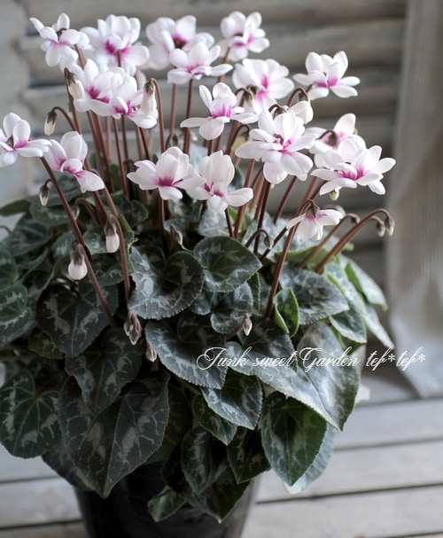 シクラメン シクラメン シェルウィング｜WEBカタログ｜未来アグリス株式会社|未来