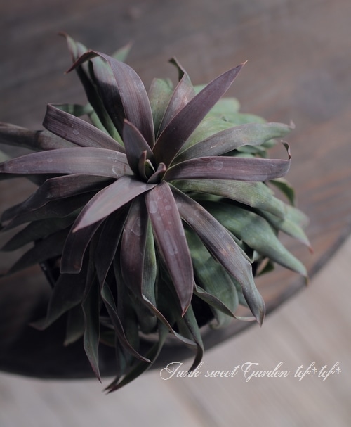 ユッカ 『デスメティアーナ』 No.1 | すべての商品 | | Junk sweet