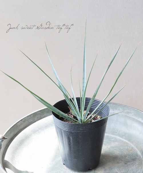 AL1127】ユッカ リギダ Z*Z様 【AL1128】ユッカ リギダ - メルカリ