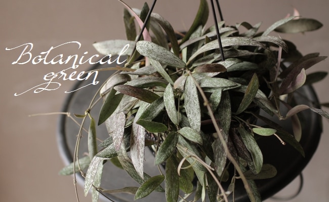 観葉植物】 ホヤ 『シギラティス』『シギランサス』 希少！ | すべての