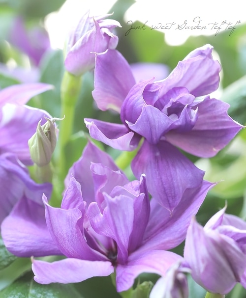 北島園芸オリジナル】 八重咲きニチニチソウ・ミラシリーズ 『アクア