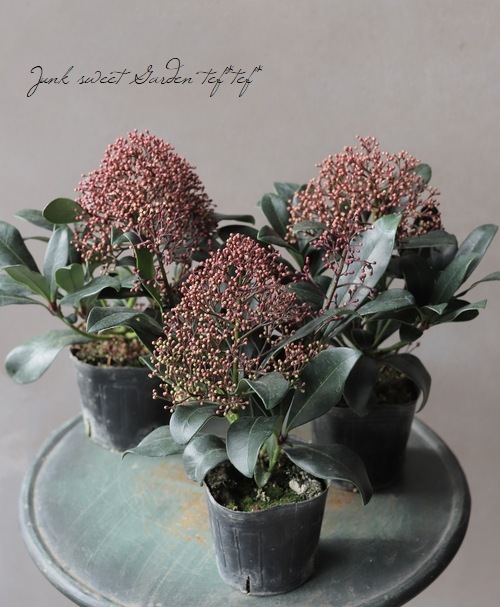 耐寒性常緑低木 スキミア 『ルベラ』 | すべての商品 | | Junk sweet