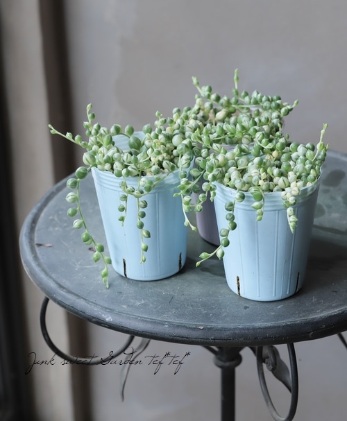 多肉植物】 斑入り『グリーンネックレス』 | すべての商品 | | Junk