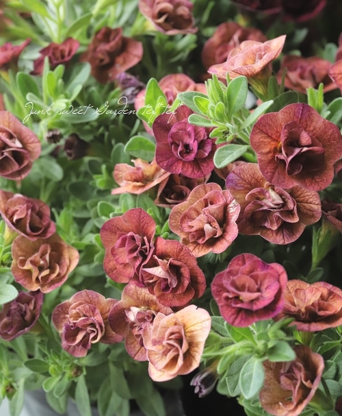 株分け出来る！八重咲きカリブラコア ティフォシーダブル アンティーク