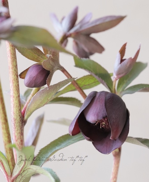 広瀬園芸さん】 クリスマスローズ 『クレオパトラ』 No.11 | すべての