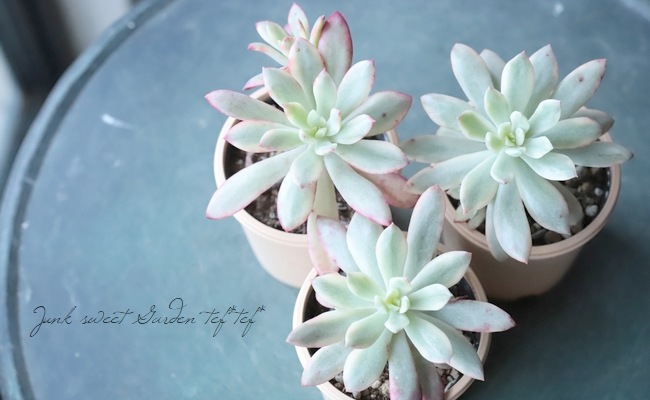 多肉植物】 『ミニベル錦』 エケベリア属 いとうぐりーん | すべての