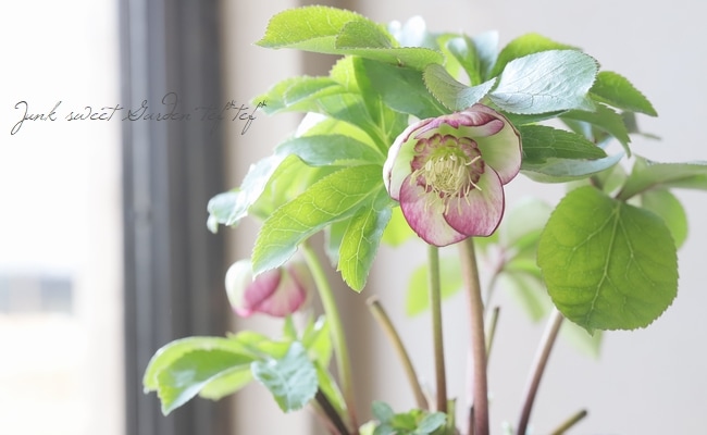 大和園】 クリスマスローズ 『セミダブルピコティ・カップ咲き』 【No