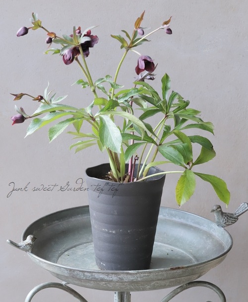 広瀬園芸さん】 クリスマスローズ 『クレオパトラ』 No.13 | すべての