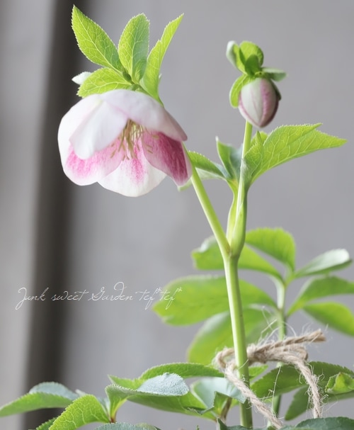 大和園】 クリスマスローズ 『パステリッシュストレイン』 | すべての