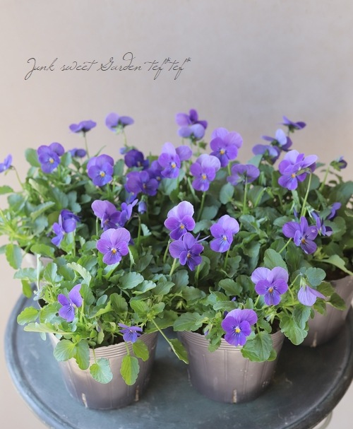 ◇ビオラ・ビビ 『クリアオーシャン』 | すべての商品 | | Junk sweet