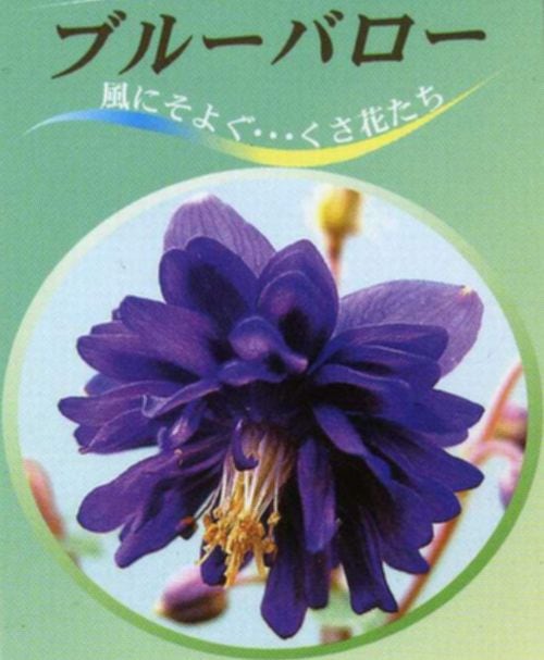 八重咲きオダマキ 『ブルーバロー』 植え込み用 | すべての商品