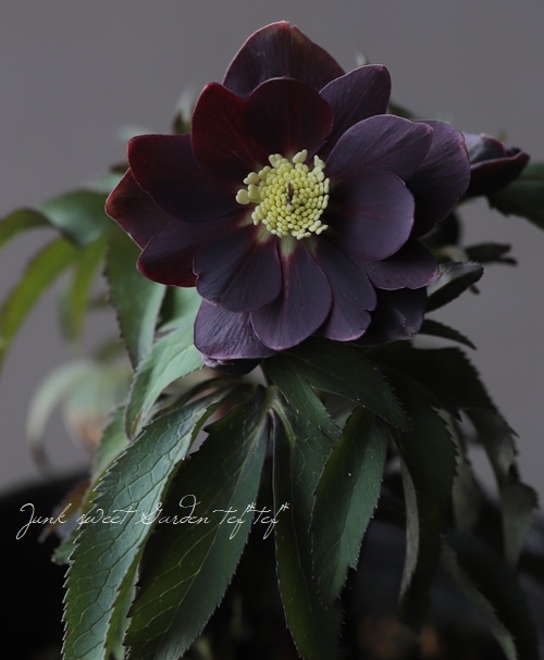 クリスマスローズ 小輪デュメ系 『ダーク dd』 No.L 【大木ナーセリー