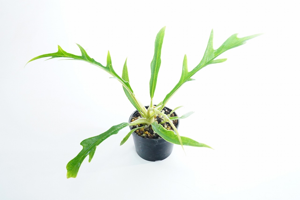 フィロデンドロン トータム｜ピクタ公式通販