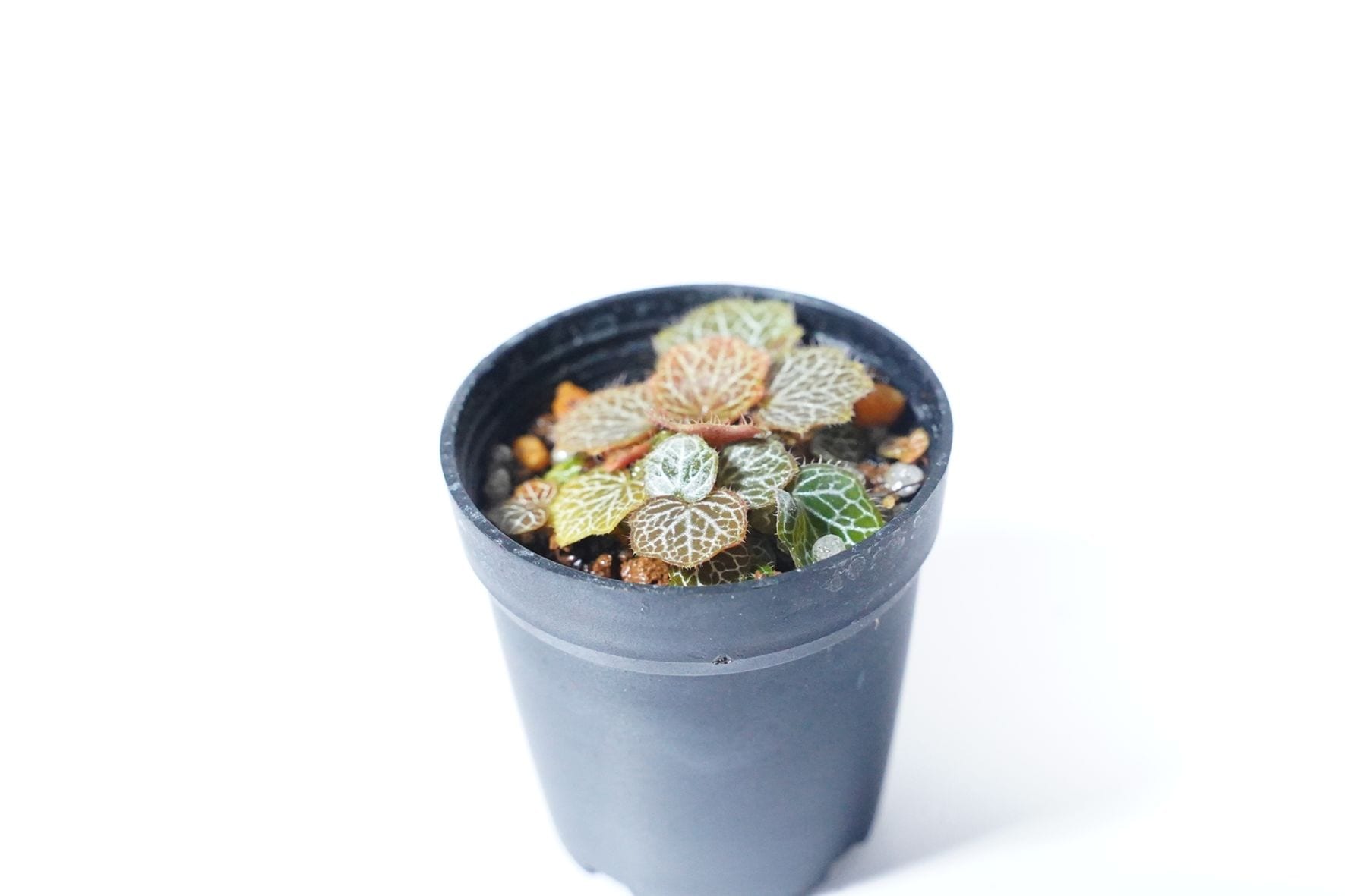 極姫ユキノシタ｜ピクタ公式通販