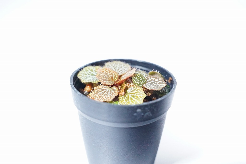 極姫ユキノシタ｜ピクタ公式通販