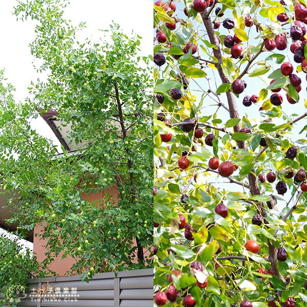 ナツメの木 （ なつめ ） 12cmポット苗 1年生 | 五十音順（品種名