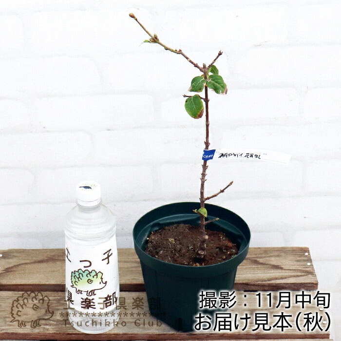 香る花木 『 満月蝋梅 （ マンゲツロウバイ ） 』 5号鉢植え 接ぎ木苗