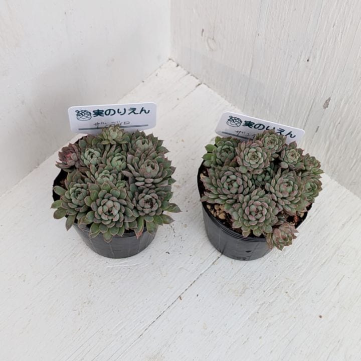 ブラックサバス | エケベリア | 多肉植物の専門通販サイト｜実のりえん