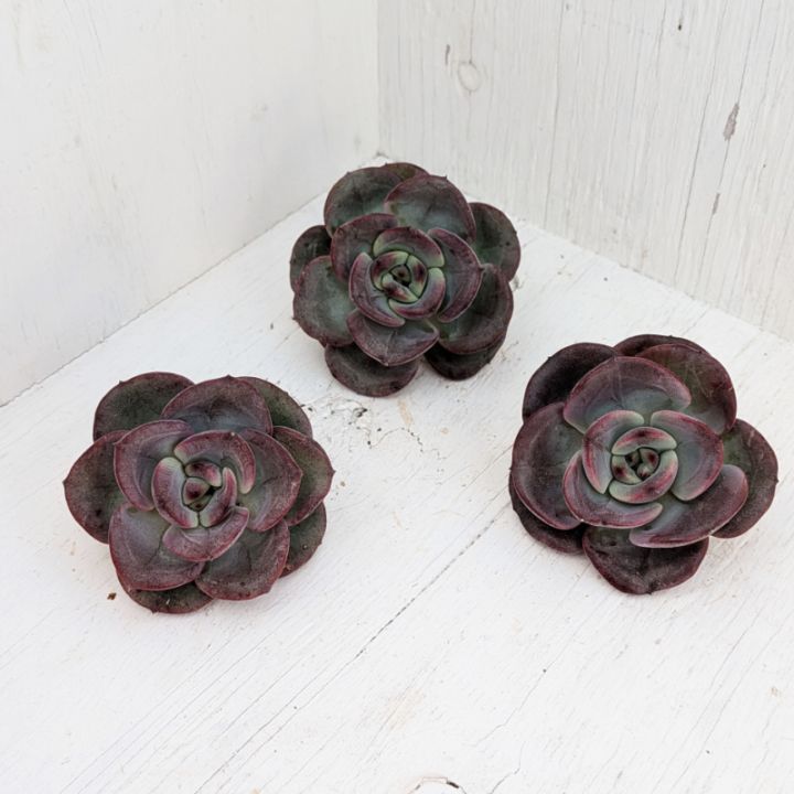 多肉植物の専門通販サイト｜実のりえん